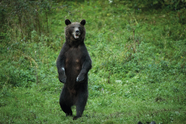 Brown bear photographed by Tom Young